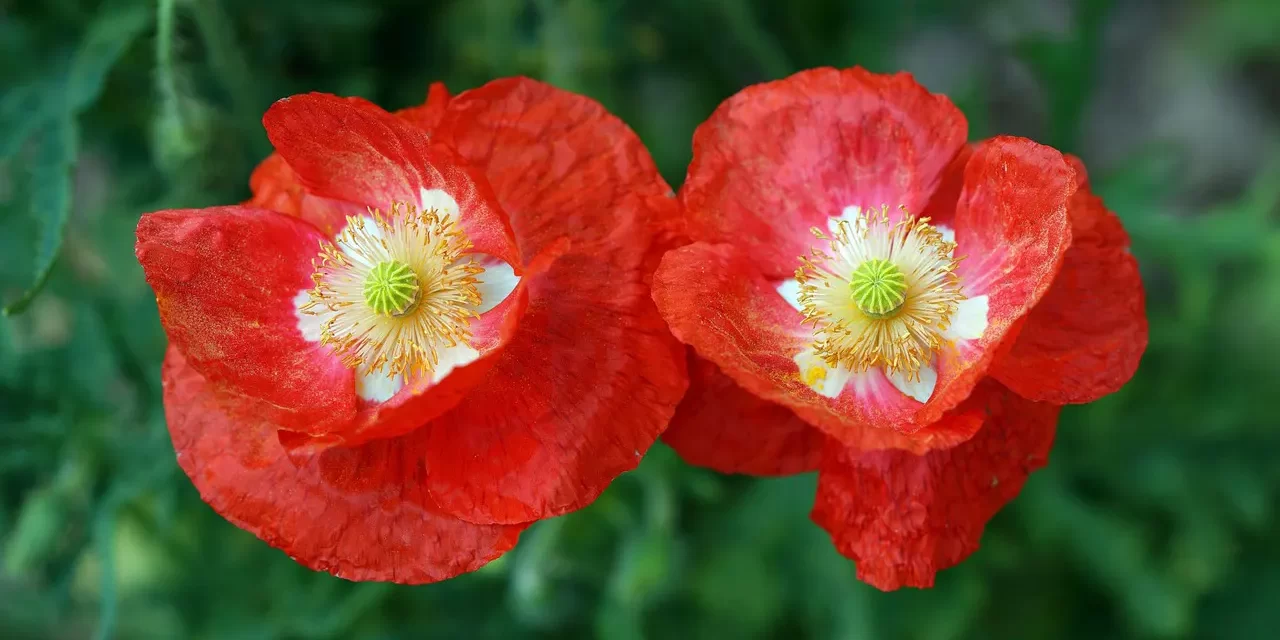 🪄 IT IS OKAY FOR A GHOST TO HAVE NOTHING ACCEPTANCE AND TRUE MIND EXPLAINED | Master Woo Myung | Santa Clara Meditation