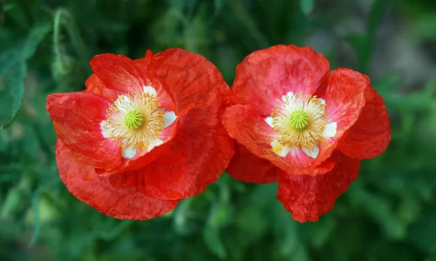 🪄 IT IS OKAY FOR A GHOST TO HAVE NOTHING ACCEPTANCE AND TRUE MIND EXPLAINED | Master Woo Myung | Santa Clara Meditation