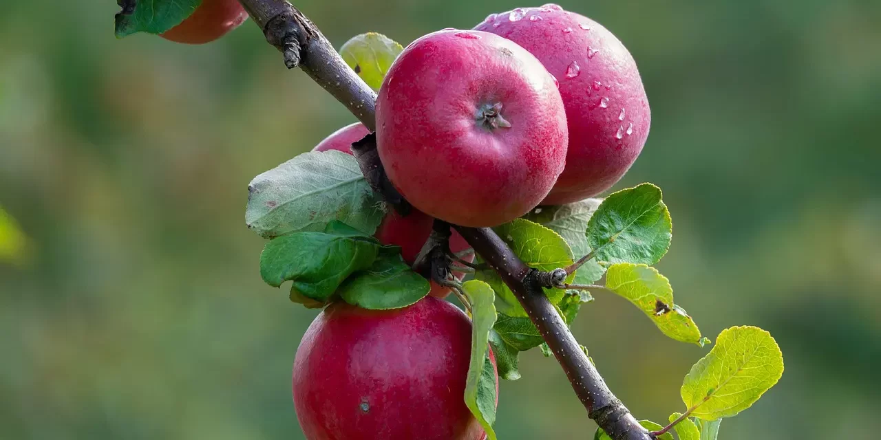 💎 Material Things and Truth: Possessions Illusion Reality Origin | Master Woo Myung | Santa Clara Meditation