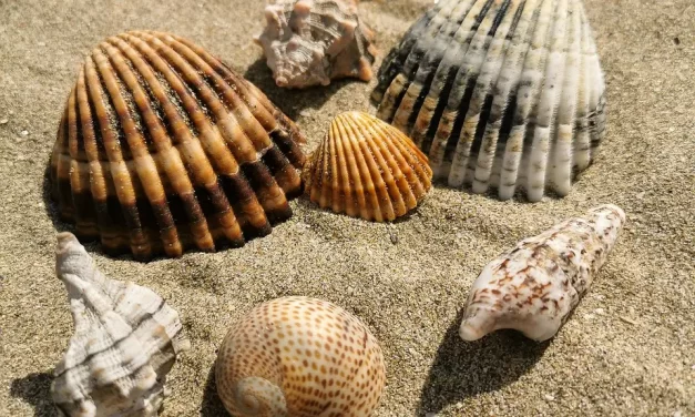 🙏 THE TRUE MEANING OF FAITH BECOMING ONE WITH TRUTH | Master Woo Myung | Santa Clara Meditation