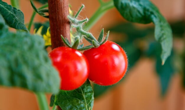 🕊️ Heaven Is Within: Entering the Infinite Universe and True Self | Master Woo Myung | Santa Clara Meditation