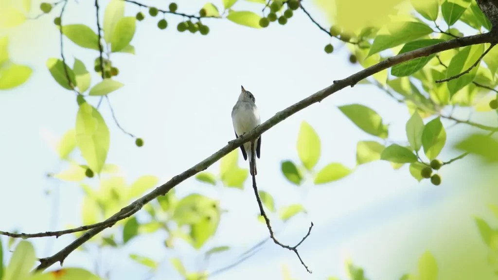 Master Woo Myung exorcism rites soul karma meditation teaching