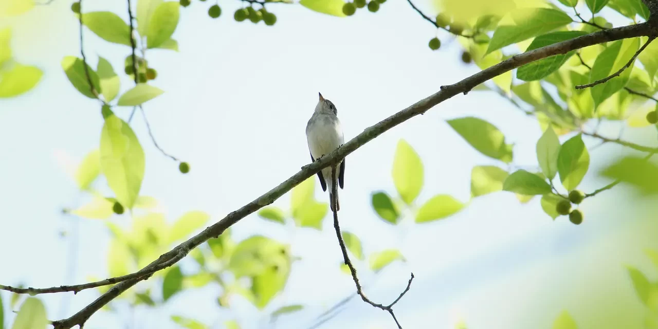 🔮 Do Exorcisms or Rites Work: Soul Karma Enlightenment Truth | Master Woo Myung | Santa Clara Meditation