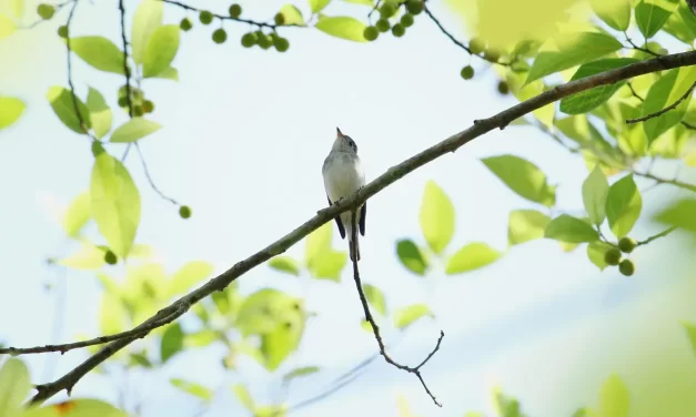 🔮 Do Exorcisms or Rites Work: Soul Karma Enlightenment Truth | Master Woo Myung | Santa Clara Meditation