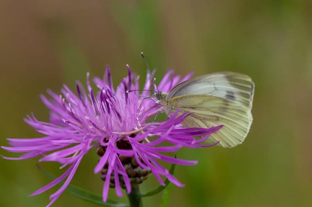 Master Woo Myung fourth dimension time space meditation teaching