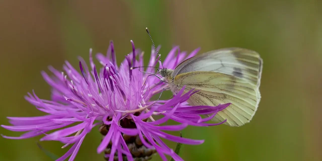 🌌 The Fourth Dimension: Beyond Time Space Mind Truth Awareness | Master Woo Myung | Santa Clara Meditation
