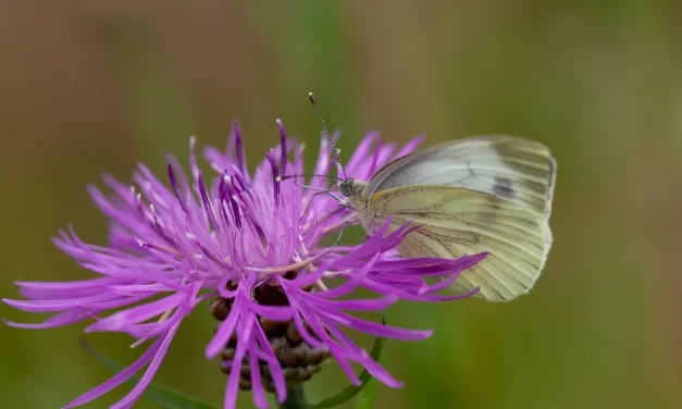 🌌 The Fourth Dimension: Beyond Time Space Mind Truth Awareness | Master Woo Myung | Santa Clara Meditation