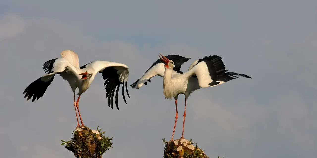 🌿 Are Ghost Marriages Effective?: Souls Attachment Regret and Spiritual Ineffectiveness | Master Woo Myung | Santa Clara Meditation