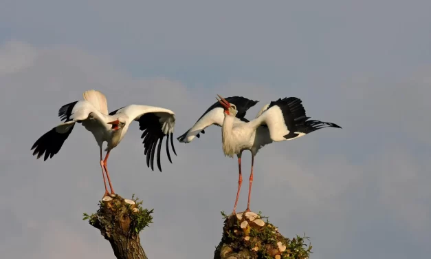 🌿 Are Ghost Marriages Effective?: Souls Attachment Regret and Spiritual Ineffectiveness | Master Woo Myung | Santa Clara Meditation