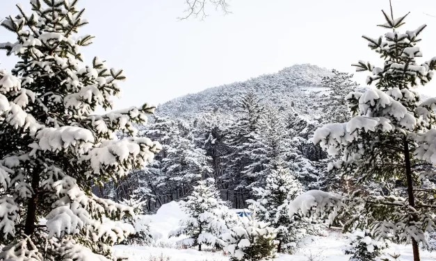 🌙 My Will: Teaching Truth Awakening Humanity and the Journey of Enlightenment | Master Woo Myung | Santa Clara Meditation