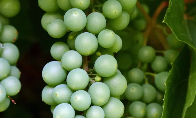 ⚖️ ASCETICISM MARRIAGE AND COMPLETENESS TRUTH ABOUT HUMAN NATURE | Master Woo Myung | Santa Clara Meditation