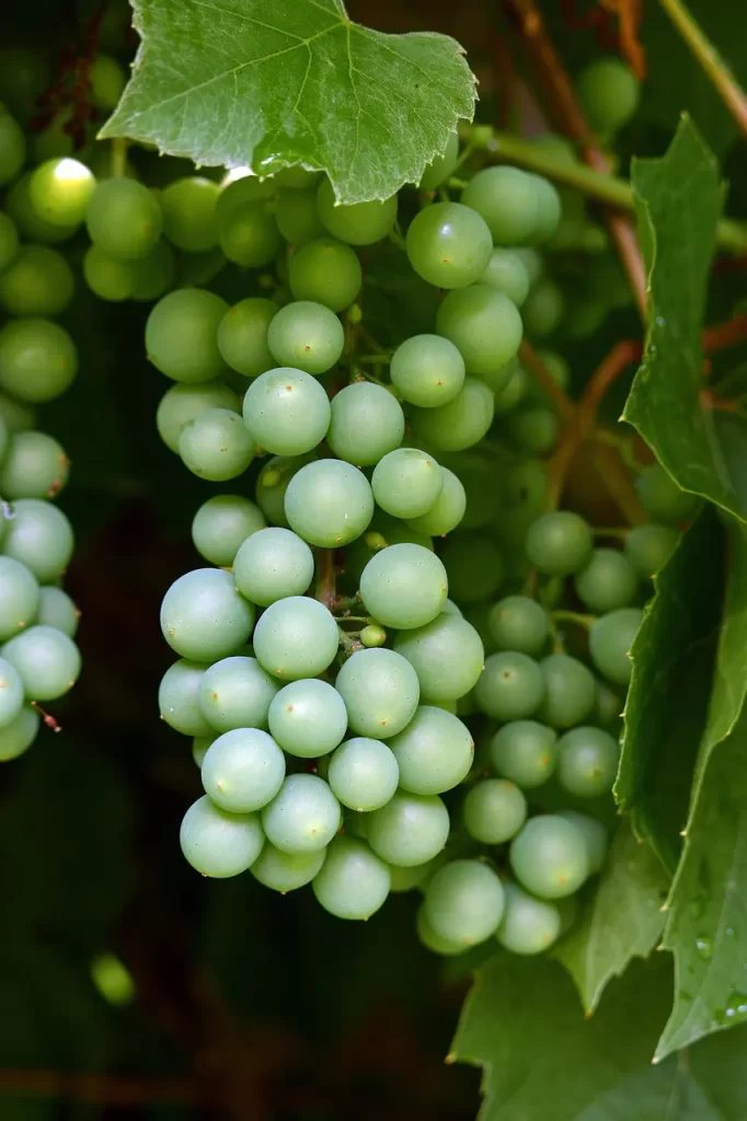 Master Woo Myung teaching asceticism marriage truth human nature enlightenment