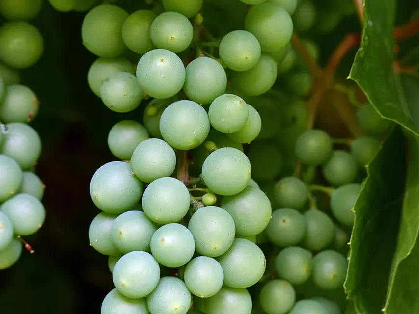 ⚖️ ASCETICISM MARRIAGE AND COMPLETENESS TRUTH ABOUT HUMAN NATURE | Master Woo Myung | Santa Clara Meditation