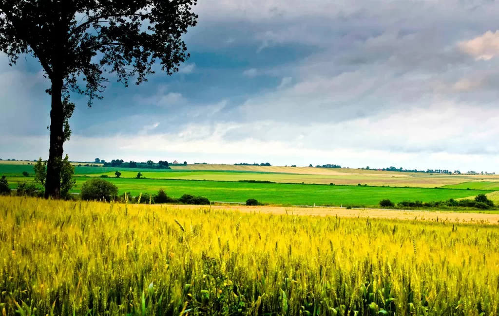 Master Woo Myung teaching on education human completion truth perfect person universe