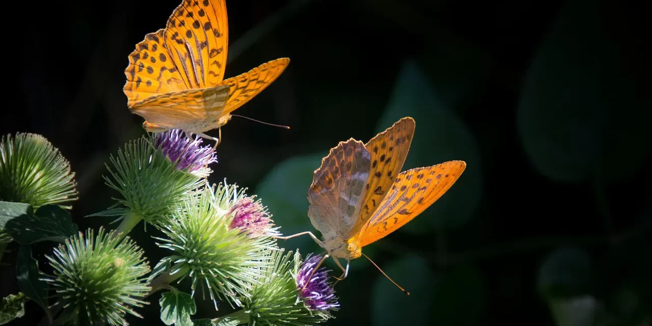 ✨ He Who Has Completely Died: Rebirth as Energy and Light | Master Woo Myung | Santa Clara Meditation