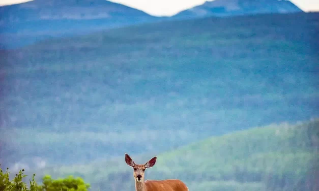 🌅 The Age of a New Heaven and a New Earth: Resurrection True Mind Immortality and the Land of Truth | Master Woo Myung | Santa Clara Meditation