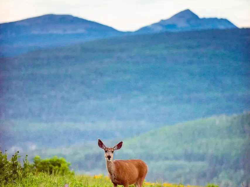 🌅 The Age of a New Heaven and a New Earth: Resurrection True Mind Immortality and the Land of Truth | Master Woo Myung | Santa Clara Meditation