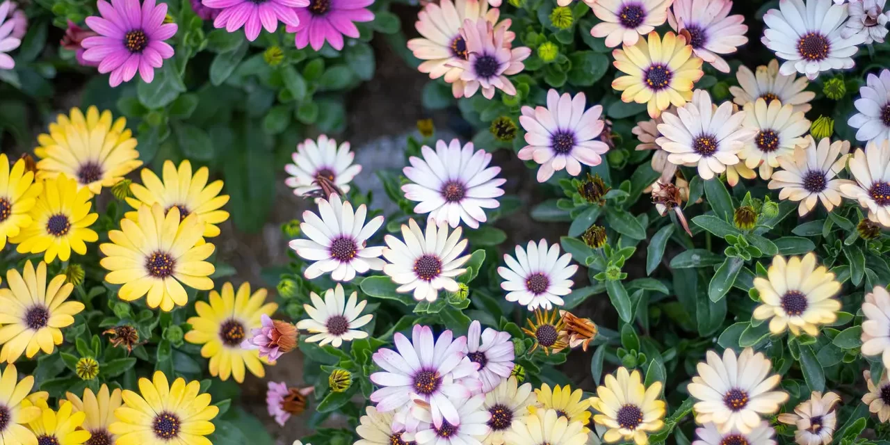 🌍 The True World: Truth Selflessness and Seeing Reality Clearly | Master Woo Myung | Santa Clara Meditation