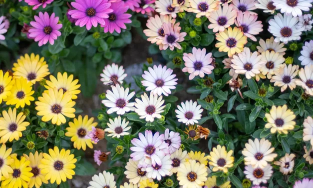 🌍 The True World: Truth Selflessness and Seeing Reality Clearly | Master Woo Myung | Santa Clara Meditation