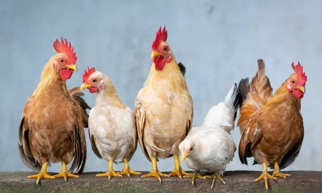 🐔 WHAT CAME FIRST THE CHICKEN OR THE EGG TRUTH EXPLAINED | Master Woo Myung | Santa Clara Meditation