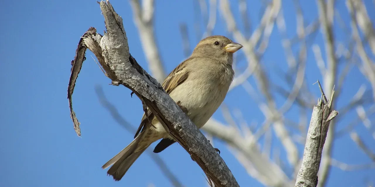 🌒 There Is No One Alive: Illusion, Impermanence, and Awakening to Truth | Master Woo Myung | Santa Clara Meditation