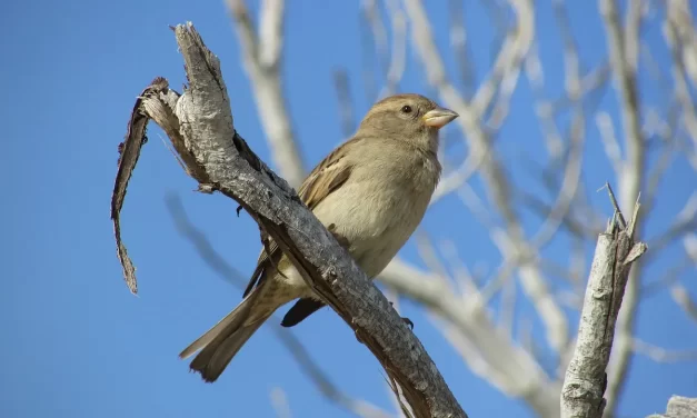 🌒 There Is No One Alive: Illusion, Impermanence, and Awakening to Truth | Master Woo Myung | Santa Clara Meditation