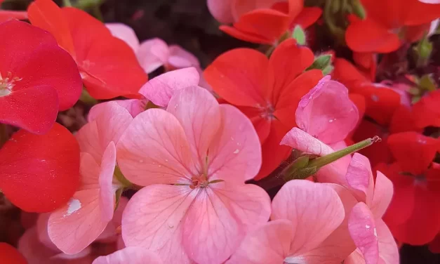 🌿 How Can the Wrongs of the World Be Righted?: Truth Unity and the Path to Completion | Master Woo Myung | Santa Clara Meditation