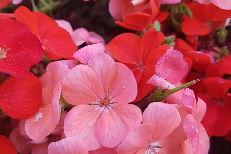 🌿 How Can the Wrongs of the World Be Righted?: Truth Unity and the Path to Completion | Master Woo Myung | Santa Clara Meditation