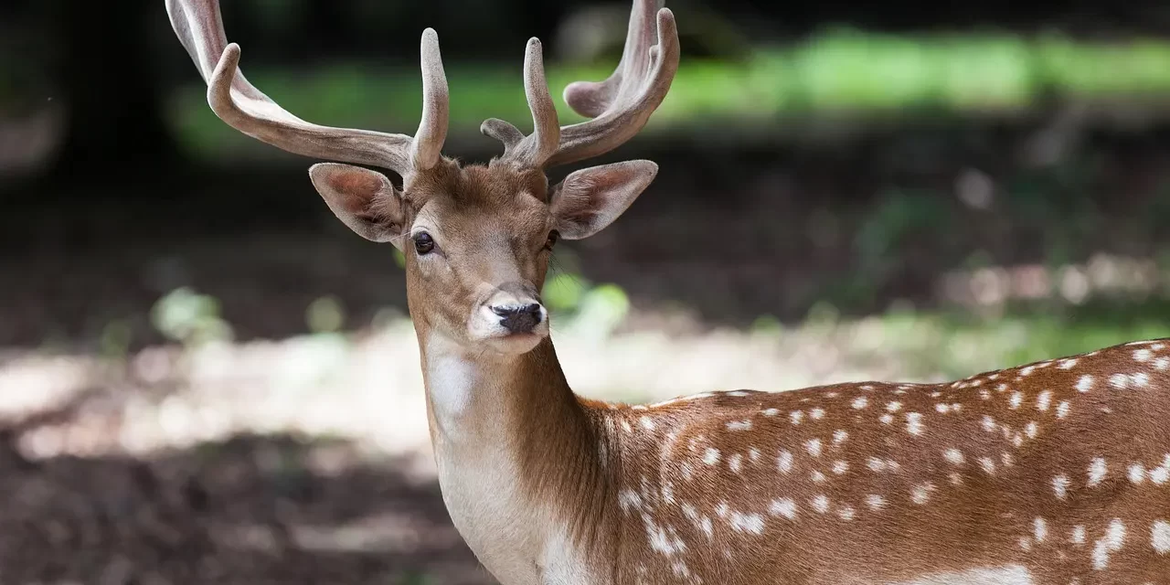 ☀️ The Everlasting World: Mind of the Sky and Eternal Truth | Master Woo Myung | Santa Clara Meditation