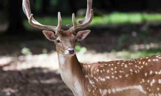 ☀️ The Everlasting World: Mind of the Sky and Eternal Truth | Master Woo Myung | Santa Clara Meditation