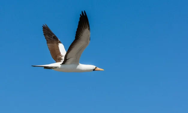 🍀 IS LUCK A COINCIDENCE OR PRE-DECIDED FATE? KARMA AND FORTUNE EXPLAINED | Master Woo Myung | Santa Clara Meditation