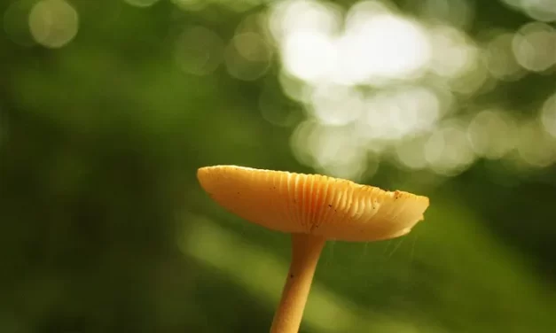 🧘‍♀️ Detailed Guide to Meditation and Self Discovery: Mind Karma Truth Steps | Master Woo Myung | Santa Clara Meditation