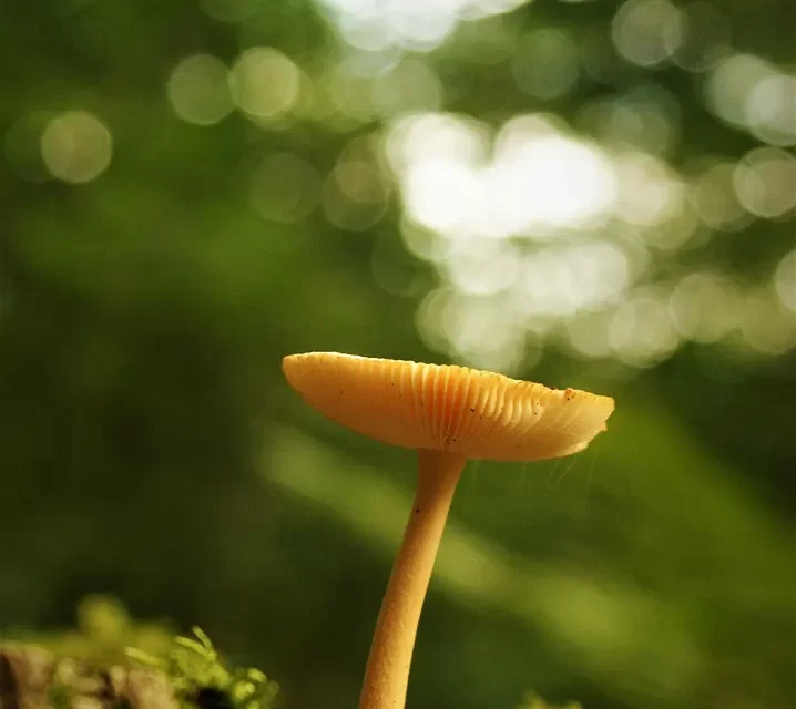 🧘‍♀️ Detailed Guide to Meditation and Self Discovery: Mind Karma Truth Steps | Master Woo Myung | Santa Clara Meditation