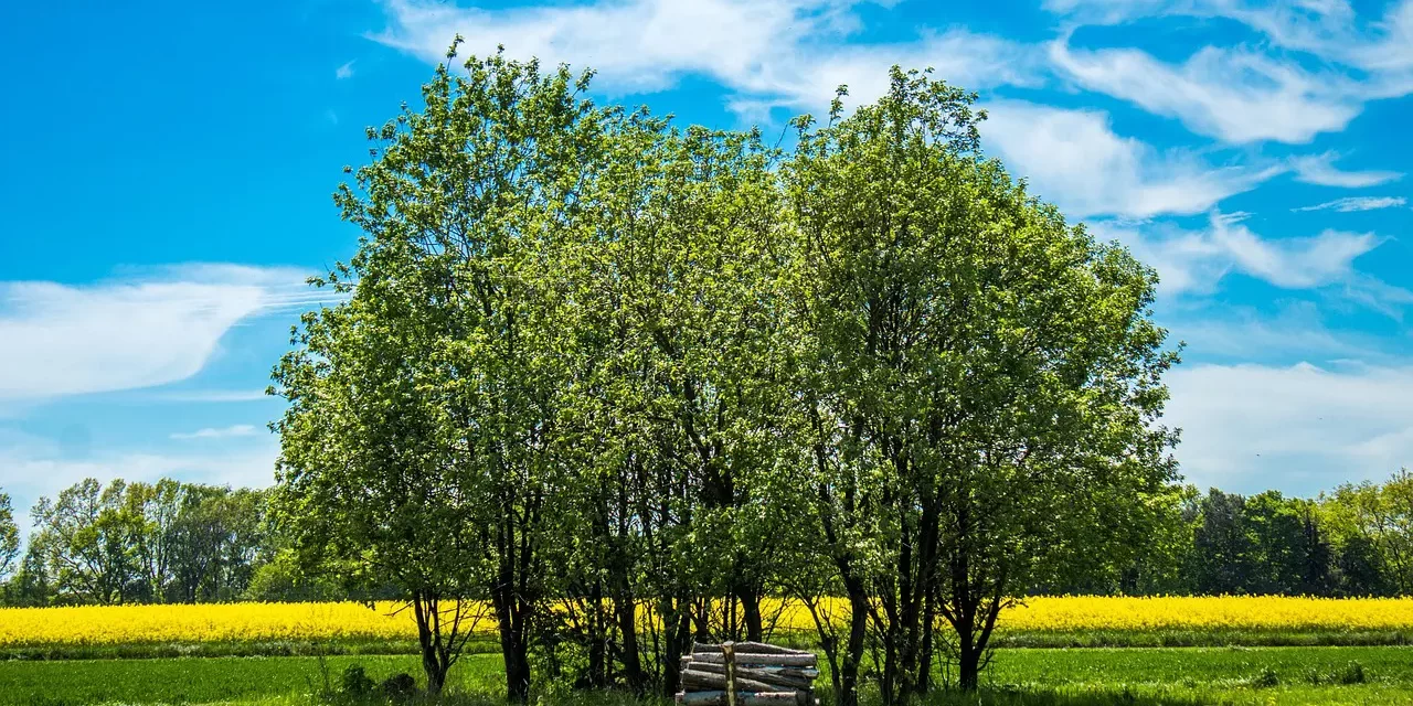 🌿 I Want to Have a Positive Mind and Live in God’s Will | Master Woo Myung | Santa Clara Meditation