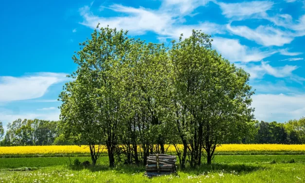 🌿 I Want to Have a Positive Mind and Live in God’s Will | Master Woo Myung | Santa Clara Meditation