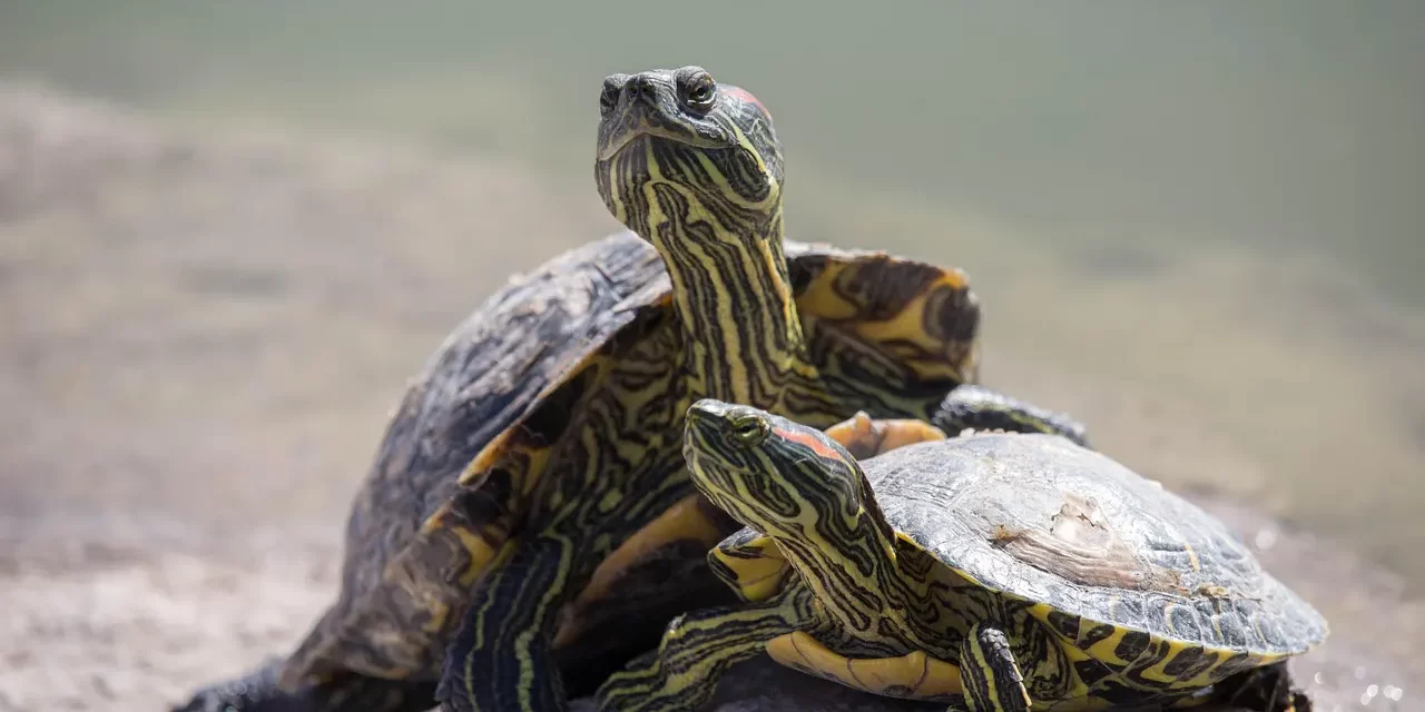 🕊️ A Realization Only for the Devoted: The Path Beyond Delusion | Master Woo Myung | Santa Clara Meditation