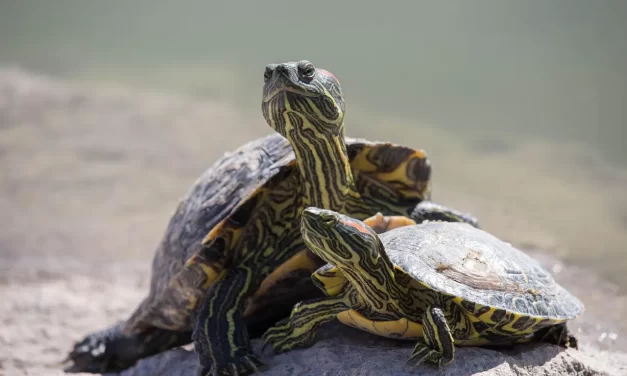 🕊️ A Realization Only for the Devoted: The Path Beyond Delusion | Master Woo Myung | Santa Clara Meditation