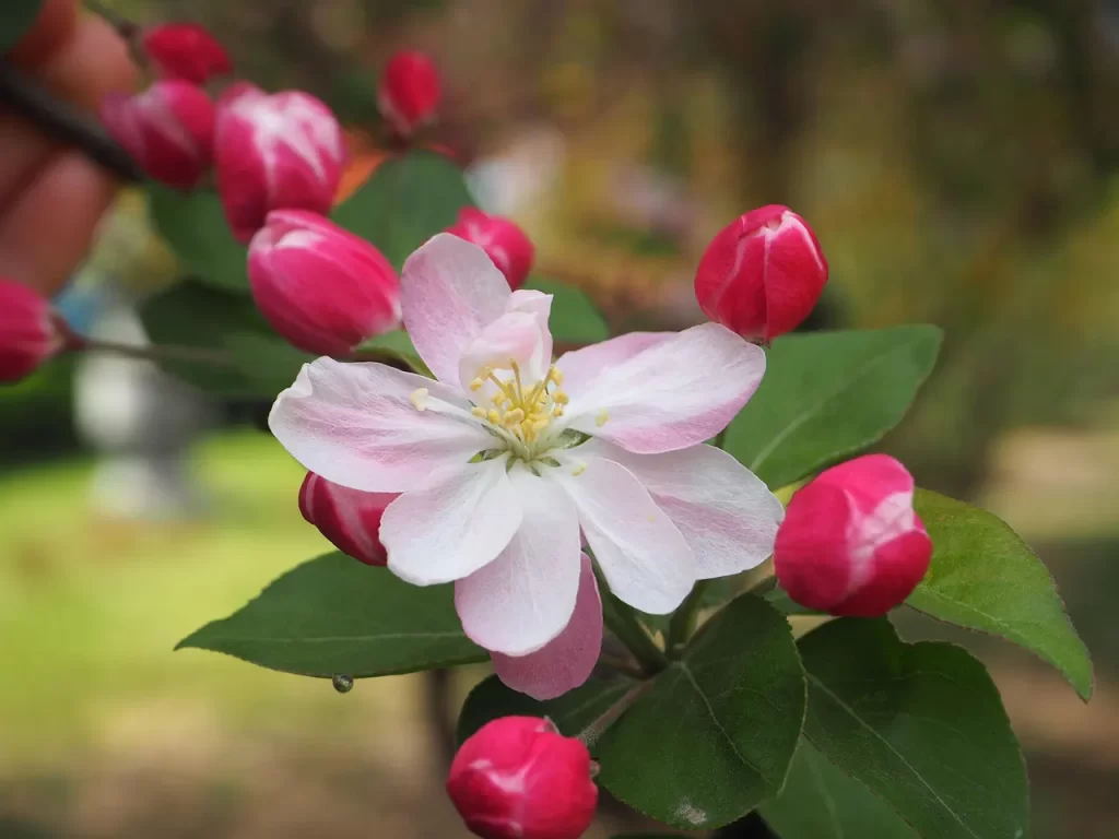 Master Woo Myung teaching on the end of the world true world repentance and immortality