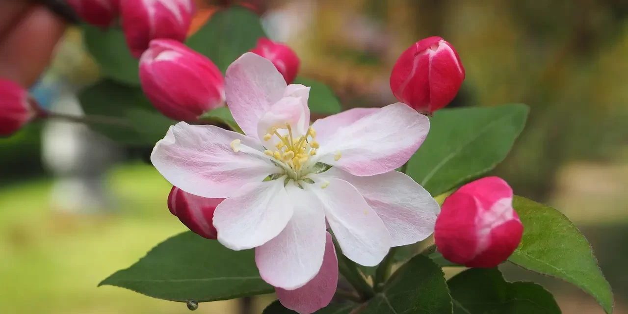 🌍 The End of the World: False World True World Repentance and Immortality | Master Woo Myung | Santa Clara Meditation