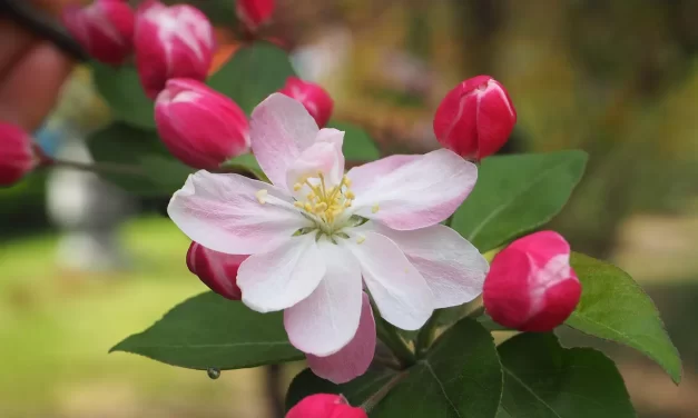 🌍 The End of the World: False World True World Repentance and Immortality | Master Woo Myung | Santa Clara Meditation