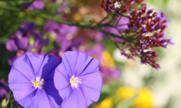 🌙 A DEAD LIFE IS A DREAM AWAKEN TO TRUTH AND REAL LIFE | Master Woo Myung | Santa Clara Meditation