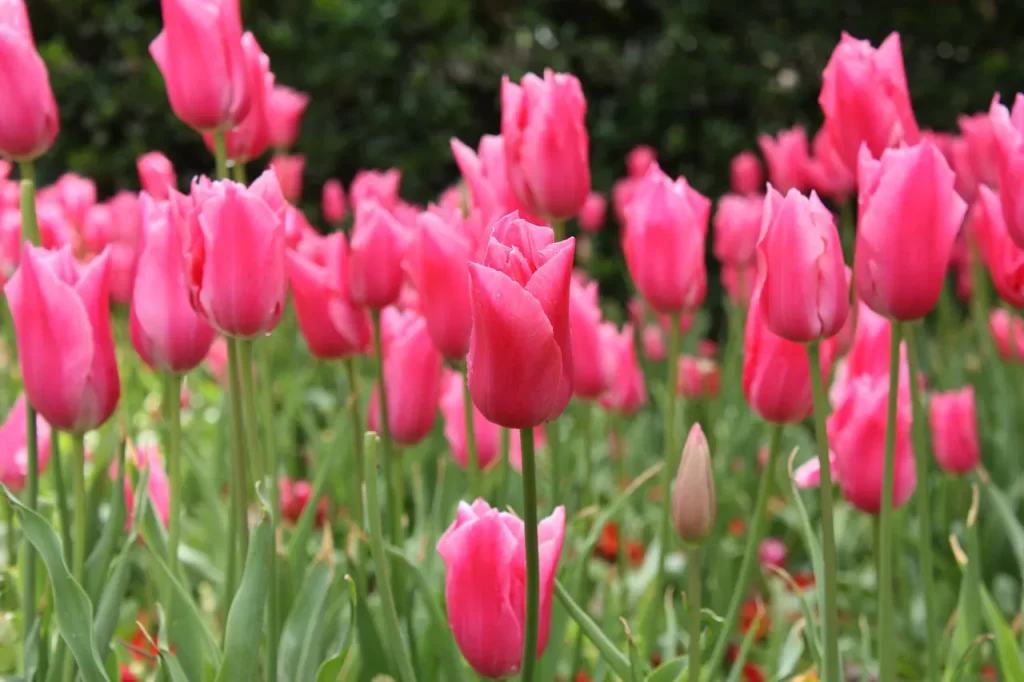 Master Woo Myung teaching all is well awakening truth harmony eternal life