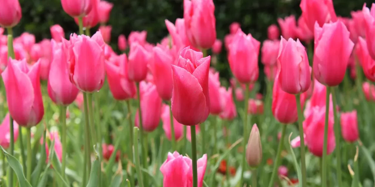 🌈 ALL IS WELL AWAKENING FROM ILLUSION TO TRUTH AND HARMONY | Master Woo Myung | Santa Clara Meditation