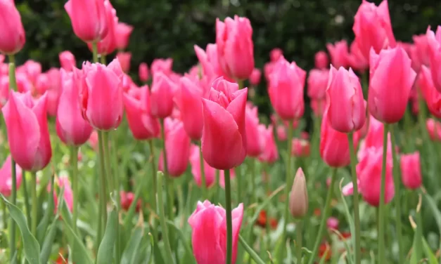 🌈 ALL IS WELL AWAKENING FROM ILLUSION TO TRUTH AND HARMONY | Master Woo Myung | Santa Clara Meditation