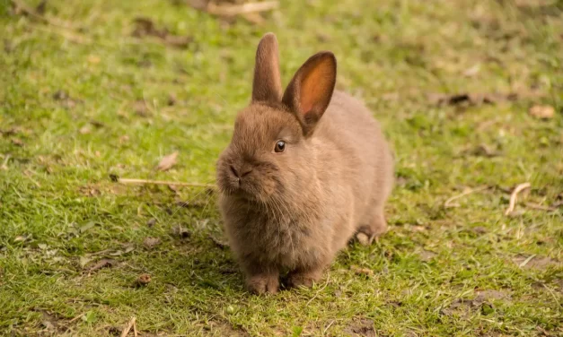 🌟 Only a Person Who Is Truth Can Give Birth to a True Person’s Soul and Spirit: Rebirth Complete Truth and the True Soul | Master Woo Myung | Santa Clara Meditation