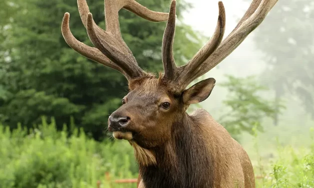 🌫️ Illusion and Reality: Origin Human Mind Greed and the World of Truth | Master Woo Myung | Santa Clara Meditation