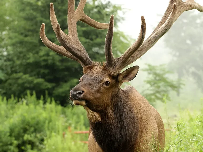 🌫️ Illusion and Reality: Origin Human Mind Greed and the World of Truth | Master Woo Myung | Santa Clara Meditation