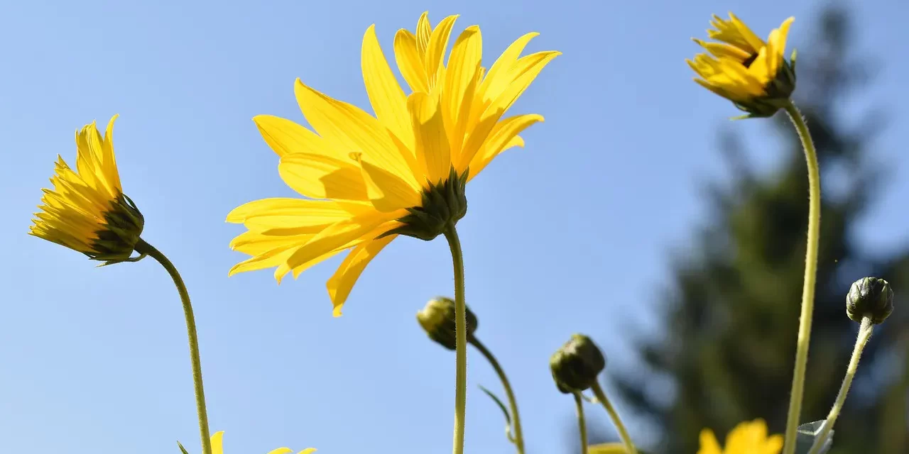 🌻 Do Soul and Body Exist Separately or Are They One? | Master Woo Myung | Santa Clara Meditation