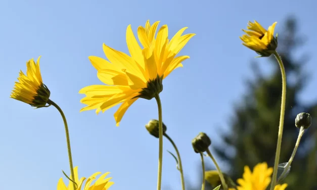 🌻 Do Soul and Body Exist Separately or Are They One? | Master Woo Myung | Santa Clara Meditation