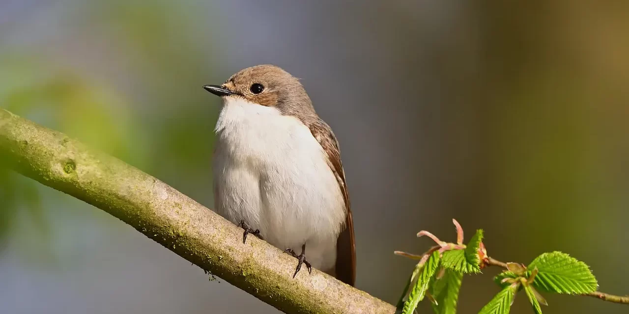 🌍 The World Is Wide and Human Life Is Limited: Time, Truth, and the Urgency of Awakening | Master Woo Myung | Santa Clara Meditation